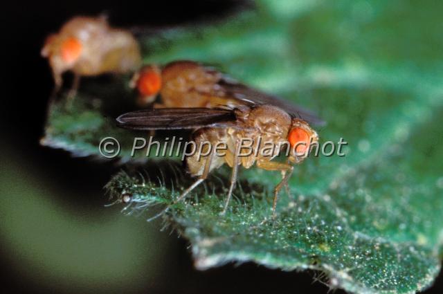 drosophila funebris.JPG - Drosophila funebrisDrosophile, Mouche du vinaigreFruit fly, Vinegar FlyDiptera, DrosophilidaeFrance